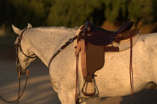 High Horse Highbank Endurance Saddle By Circle Y - Image 4