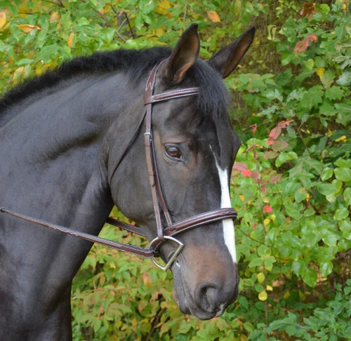 Black Oak Cyprus Snaffle Bridle - Image 2